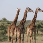 Giraffenkostüm für Kinder