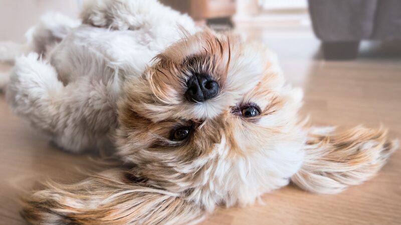 Hundekrankenversicherung – wozu braucht man diese Versicherung?